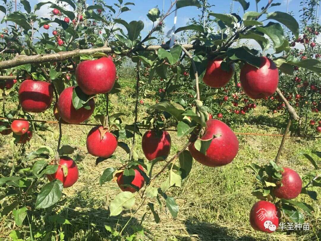 华硕苹果苗 该品种成熟早，果时大，在我国中部地区八月上旬成熟。