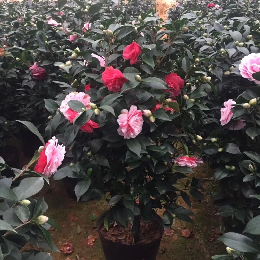 漳平市 五色赤丹茶花