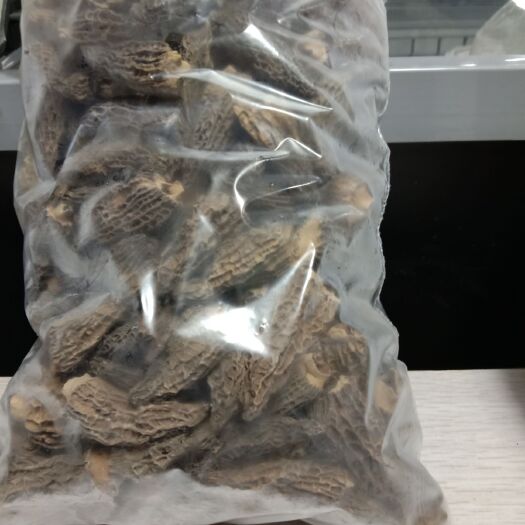 温州羊肚菌 羊肚茵