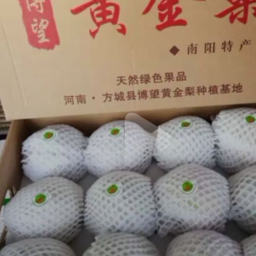 方城县黄金梨 优惠价，质量好，