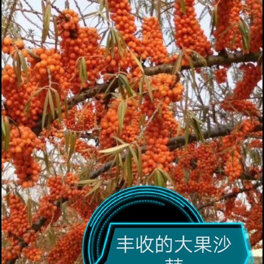 阜新县沙棘苗  大果沙棘深秋红，小果中华沙棘。
