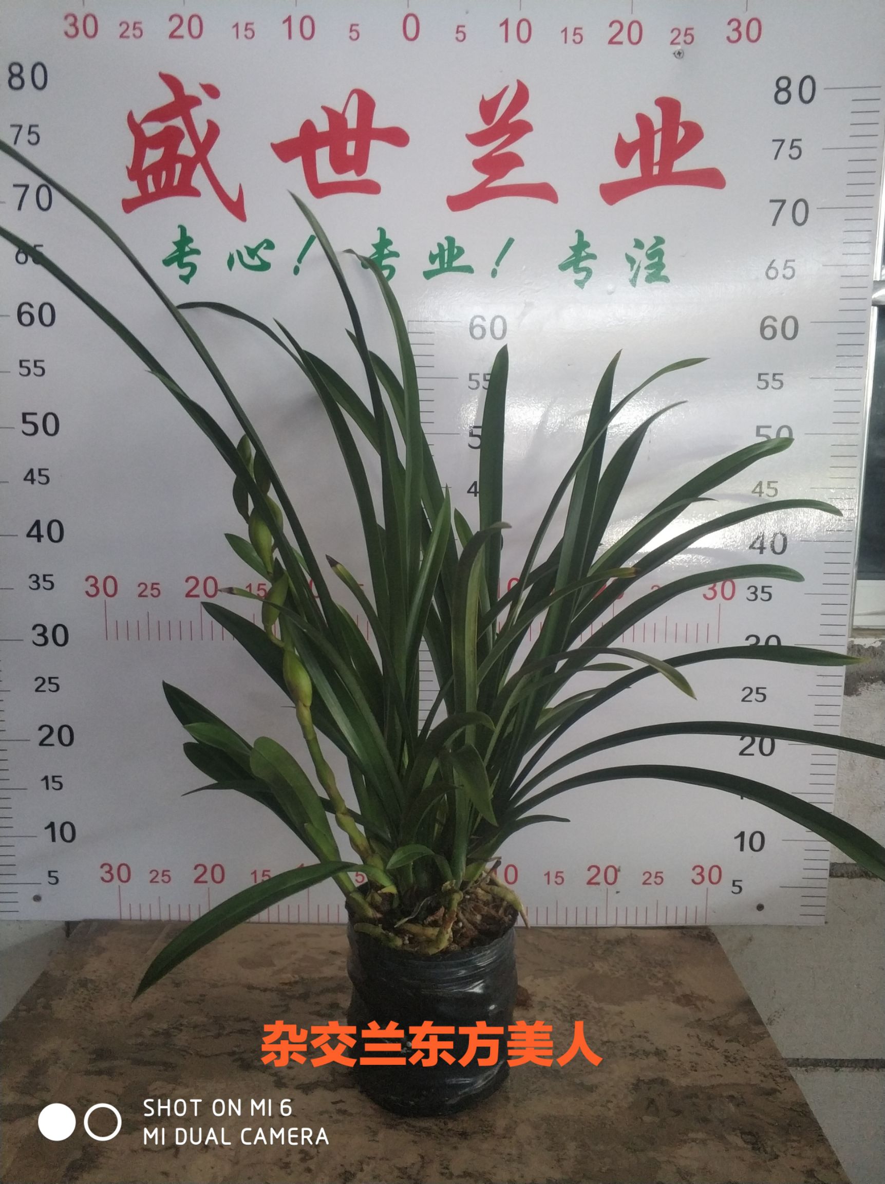 东方美人兰花 杂交兰东方美人