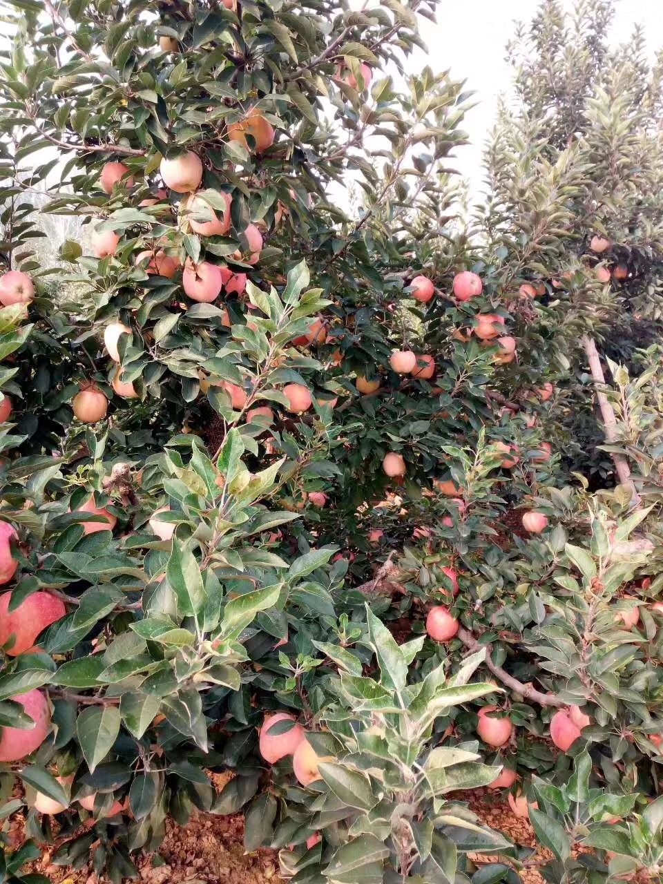  山东红星苹果大量上市采摘