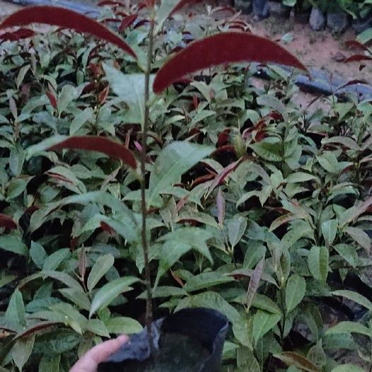 东莞市红背桂盆栽 红背桂