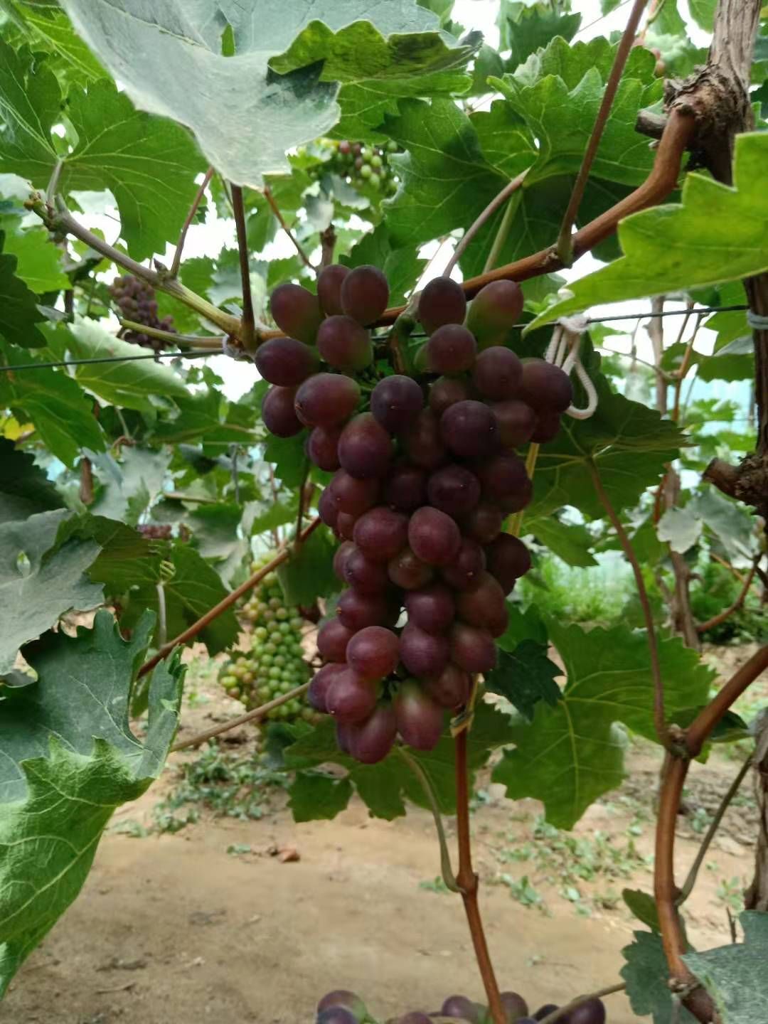 巨玫瑰葡萄 巨玫瑰，嘎嘎甜