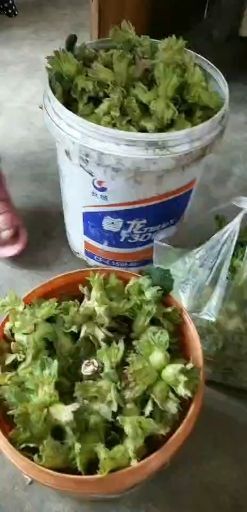 莱阳市榛子 1个月 散装