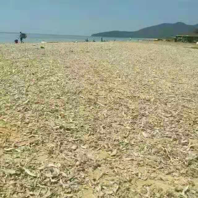 饲料添加剂  饲料鱼海鱼新货鱼干鸡鸭猪水产甲鱼螃蟹海鱼干量大优惠