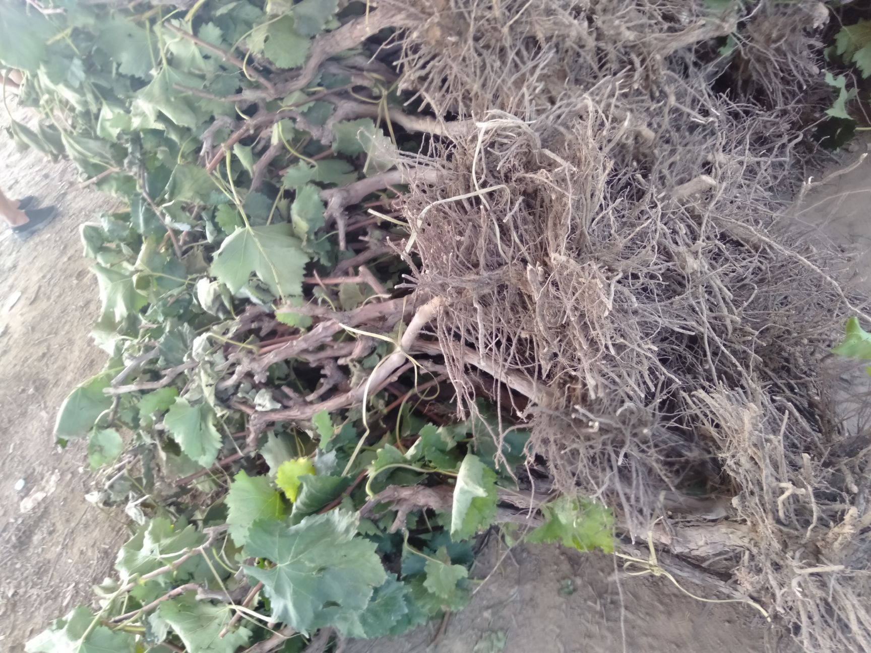 巨峰葡萄苗 鸿丰果品苗木各种规格葡萄树