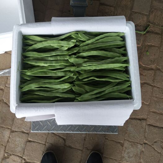 张家口绿龙豆角 40cm~70cm