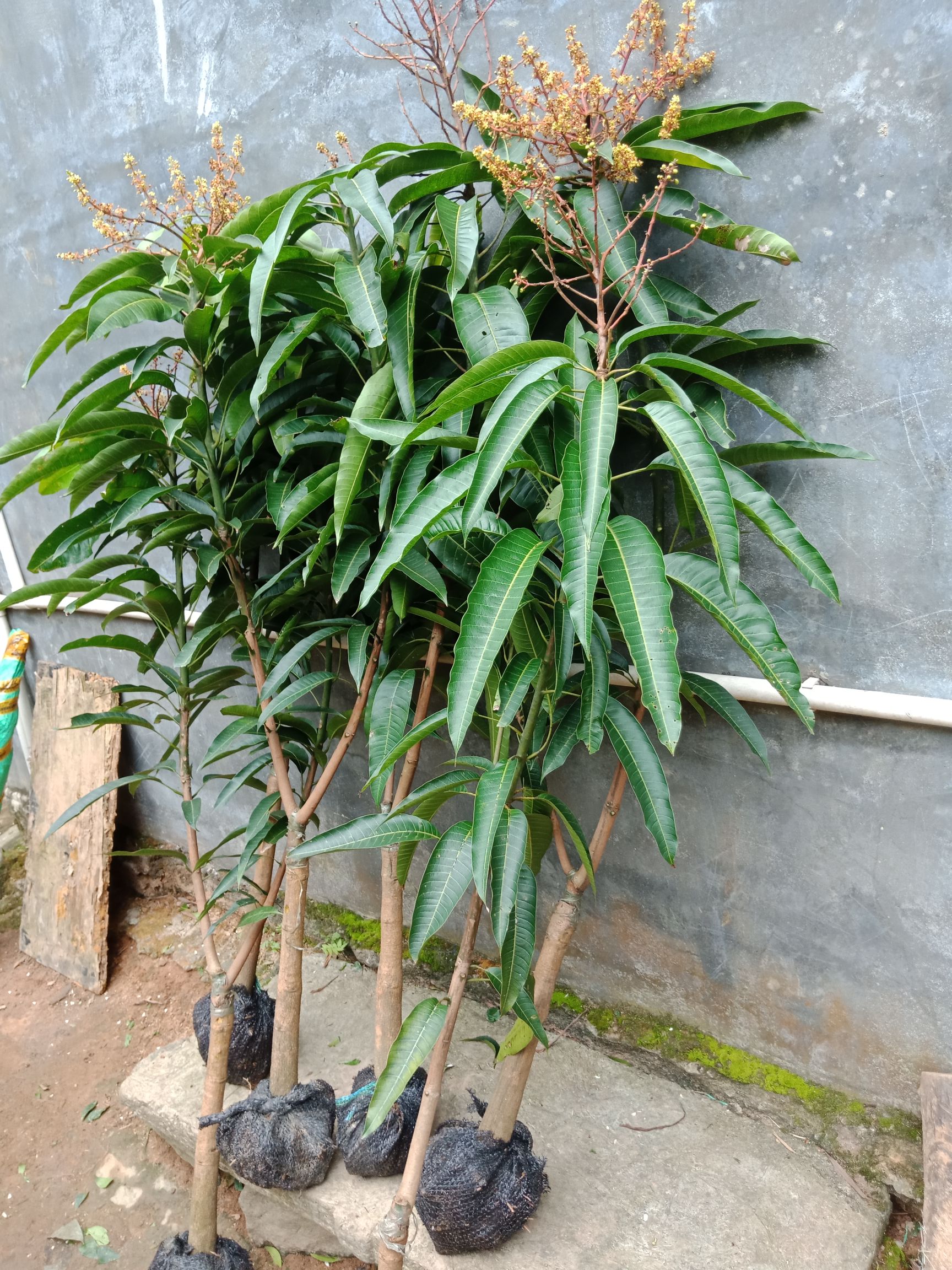 贵妃芒果苗  4到6公分大带土球，当年种植次年挂果！