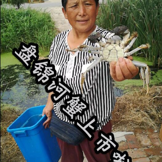 盘山县 只卖盘锦河蟹！假一赔十！一手货源！死蟹包赔！一件代发！