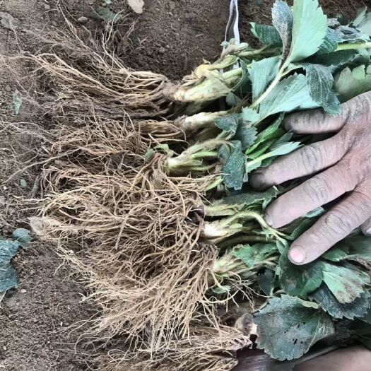 泰安 草莓苗,品种有：妙香草莓苗,章姬草莓苗,牛奶草莓苗,红颜