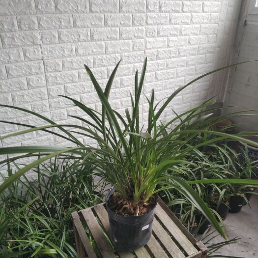 广州 建兰铁骨素