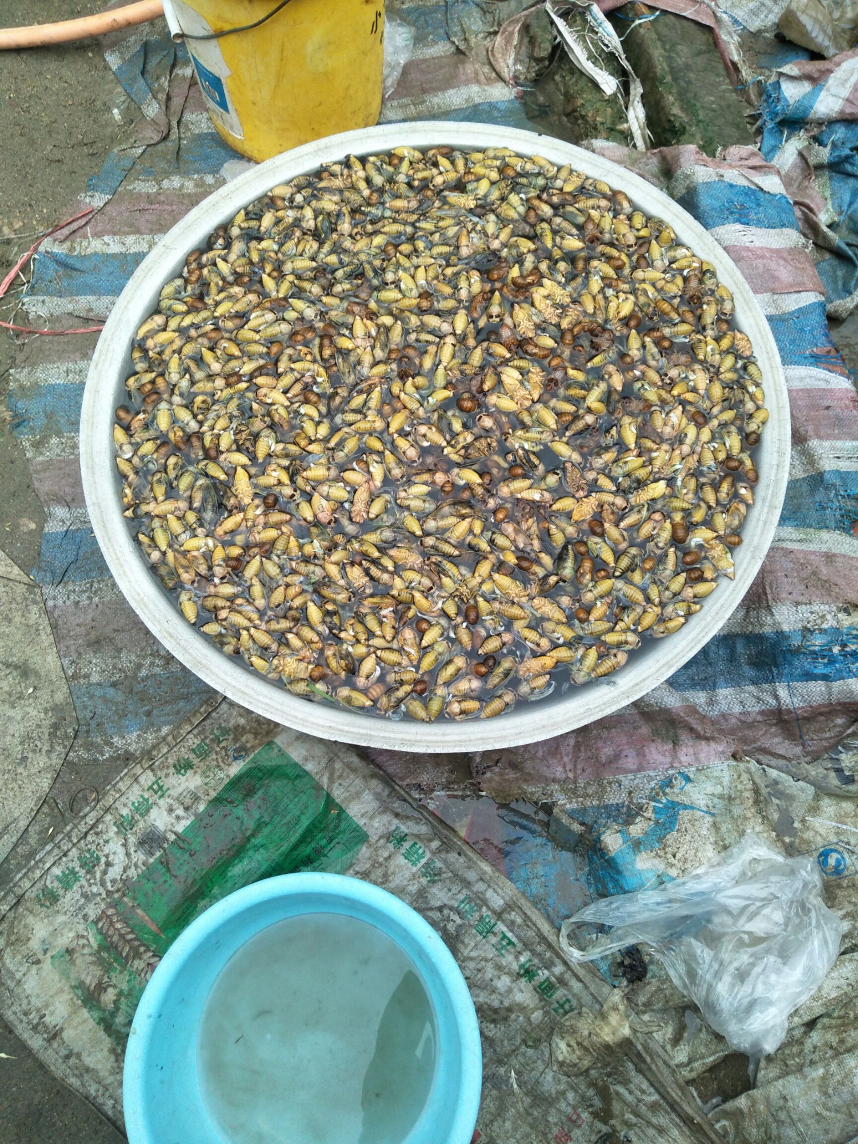 金蝉 纯熟冻白婵