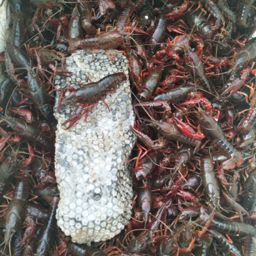深圳潜江小龙虾 4-6钱 人工养殖