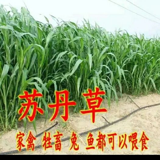 梁山县苏丹草种子 亩用6斤，每年收割4-5次，留茬5-7厘米利于快速生长