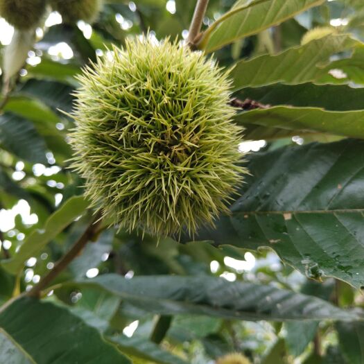  四川高山有机板栗，新鲜栗子（10斤起，包邮）