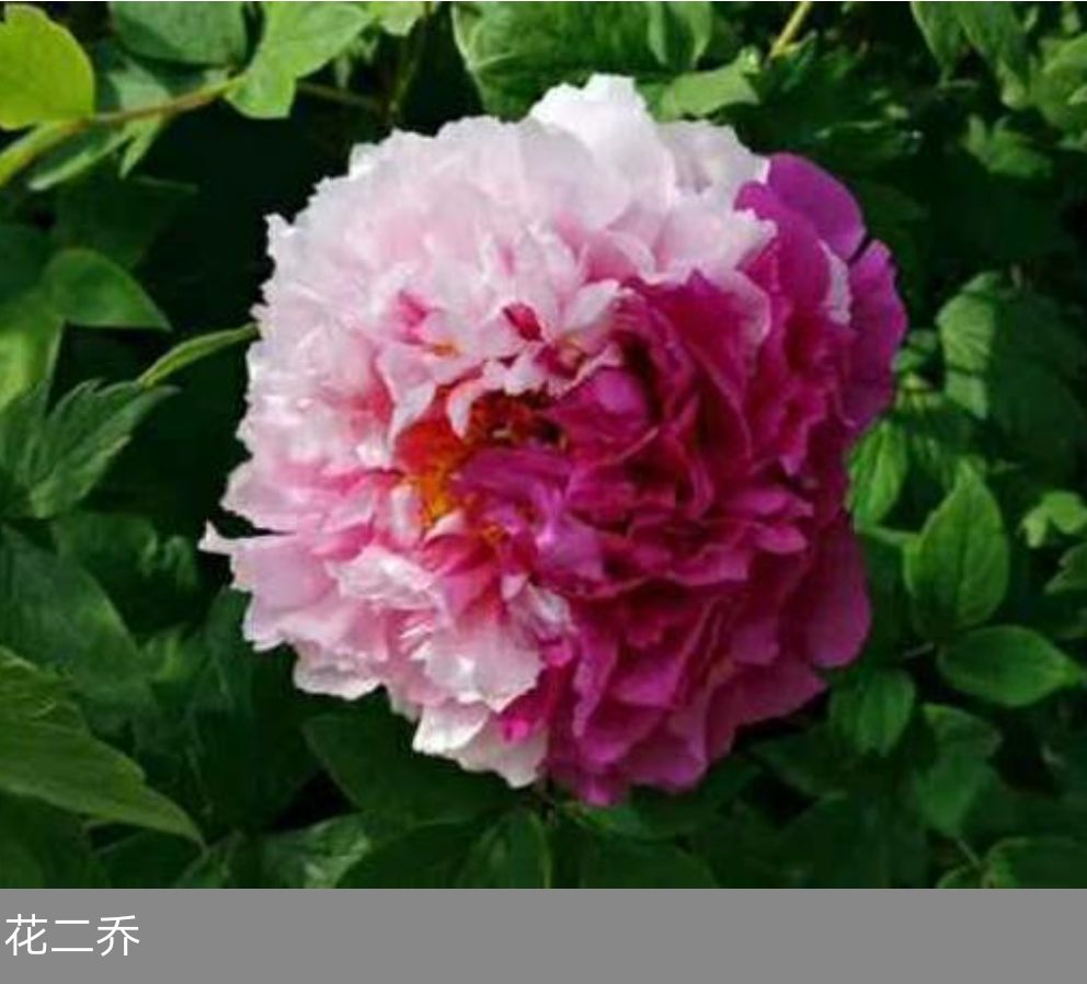  大量批发牡丹芍药花。