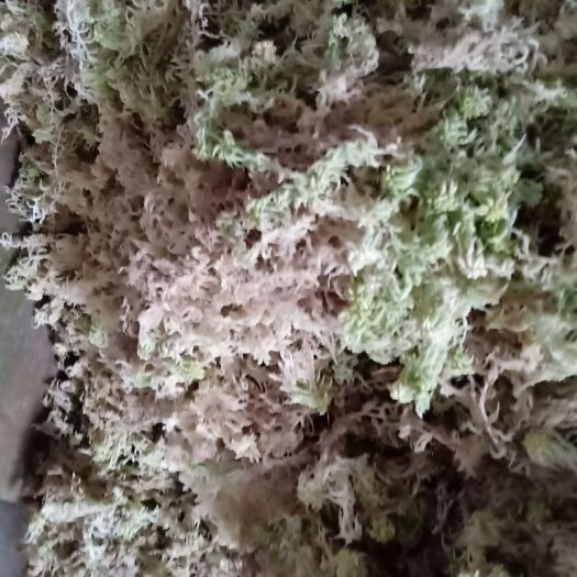 隆回县水苔出售