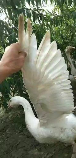 滑县 桃园养鹅