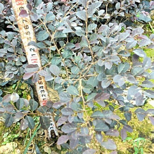 南宁黑珍珠红继木  黑珍珠红花继木