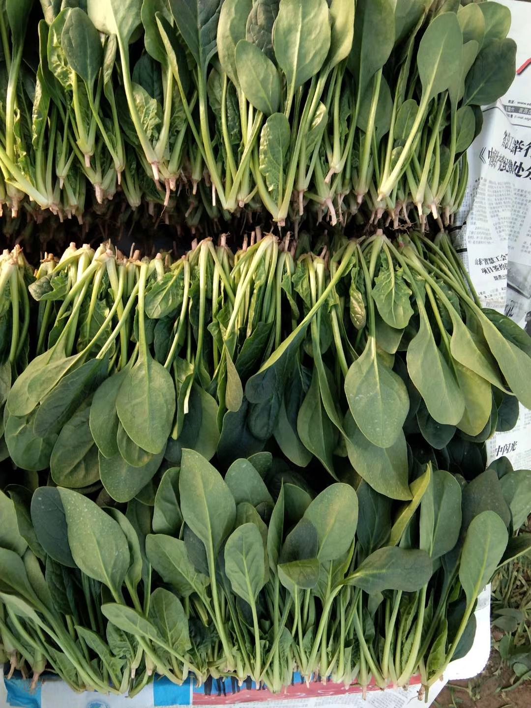 圓葉，小葉菠菜大量供應(yīng)！
