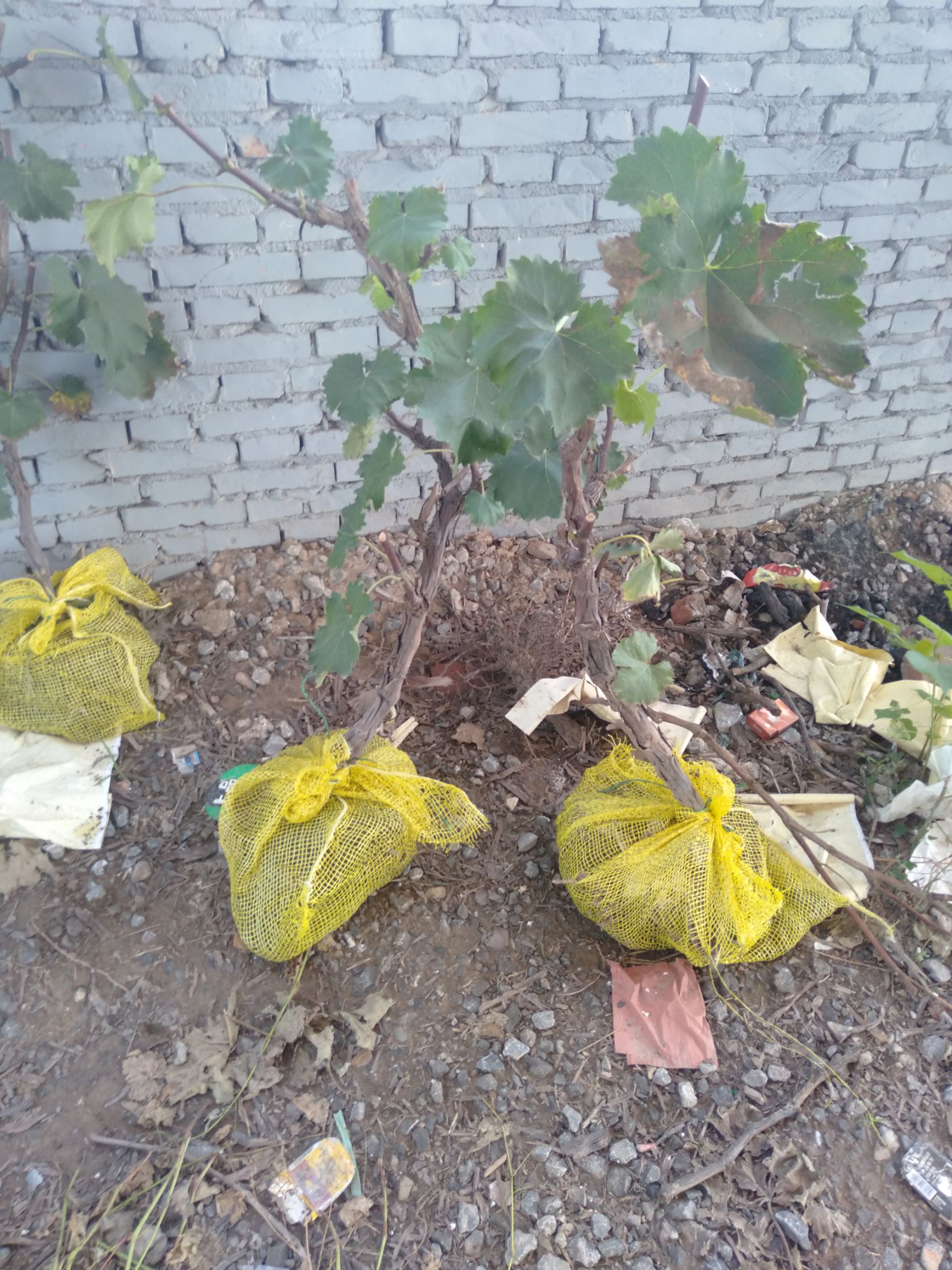 巨峰葡萄苗 鸿丰果品苗木各种规格葡萄树