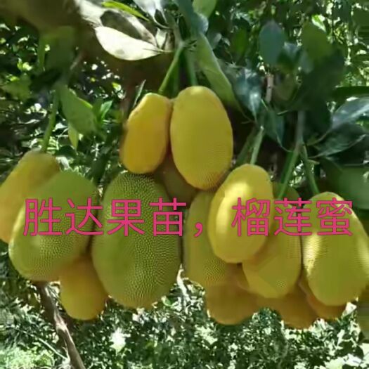 灵山县榴莲蜜树苗 榴莲蜜，