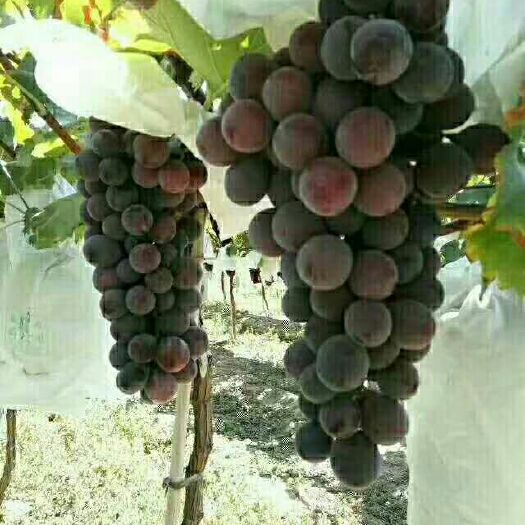 西安 户太八号葡萄
口味纯正
欢迎惠顾