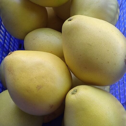 阳春市 梅州梅县沙田柚