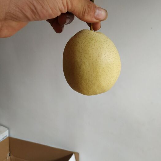 大荔县砀山酥梨 70mm以上 3-6g