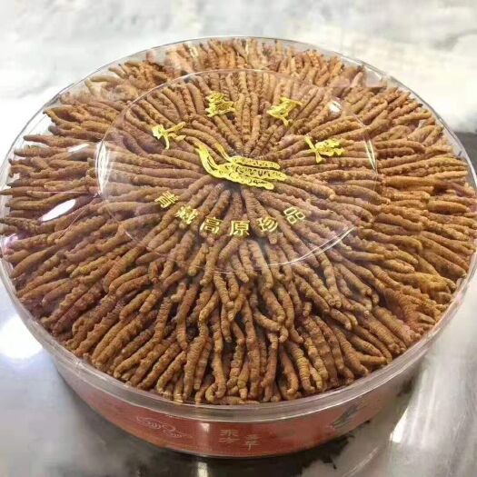 松潘县 冬虫夏草