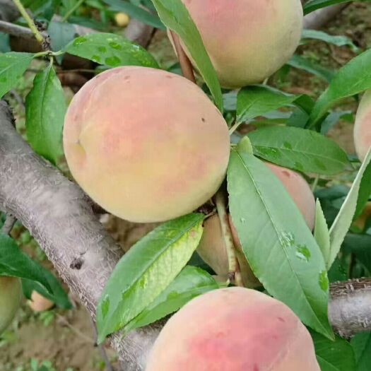 平山县 永莲蜜桃成熟时