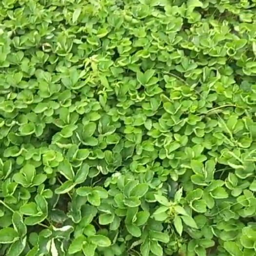 青州市 大量草莓苗出售