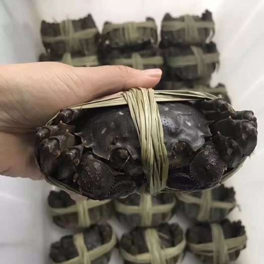 海安市兴化大闸蟹 螃蟹供应