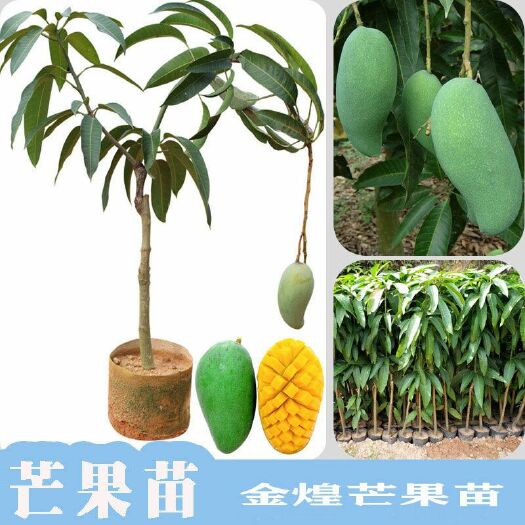 灵山县 新品金煌芒果苗 大果品种 盆栽地栽 南方种植