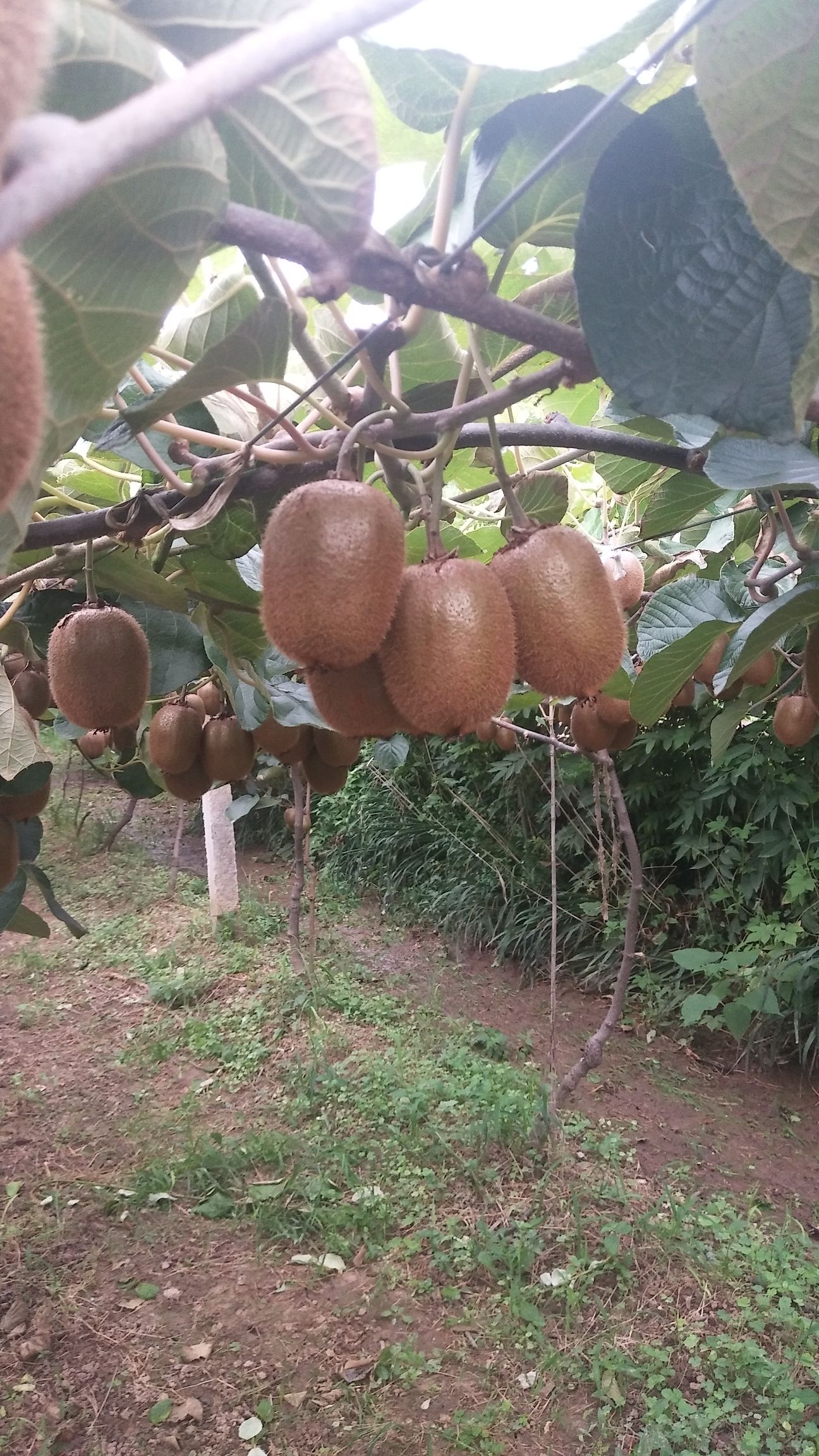 眉县猕猴桃品种图片
