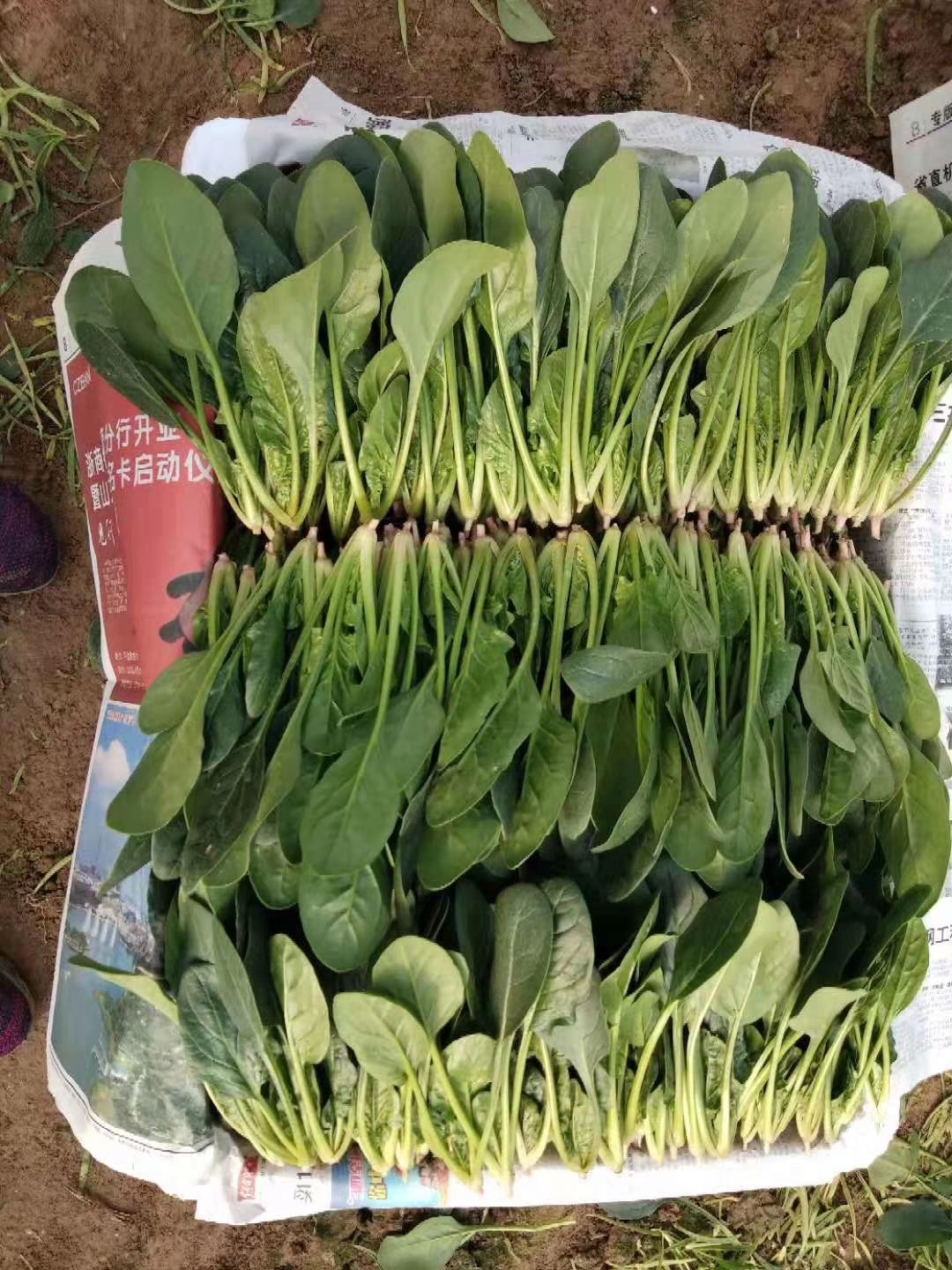  圓葉，小葉菠菜大量供應(yīng)！