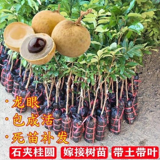 灵山县石峡龙眼苗  龙眼果苗 石峡储良龙眼苗可盘栽(带土带叶)