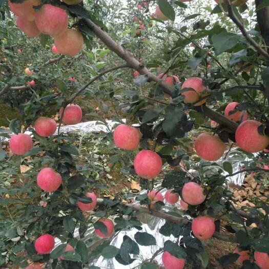 绥中县 旮旯苹果15000斤