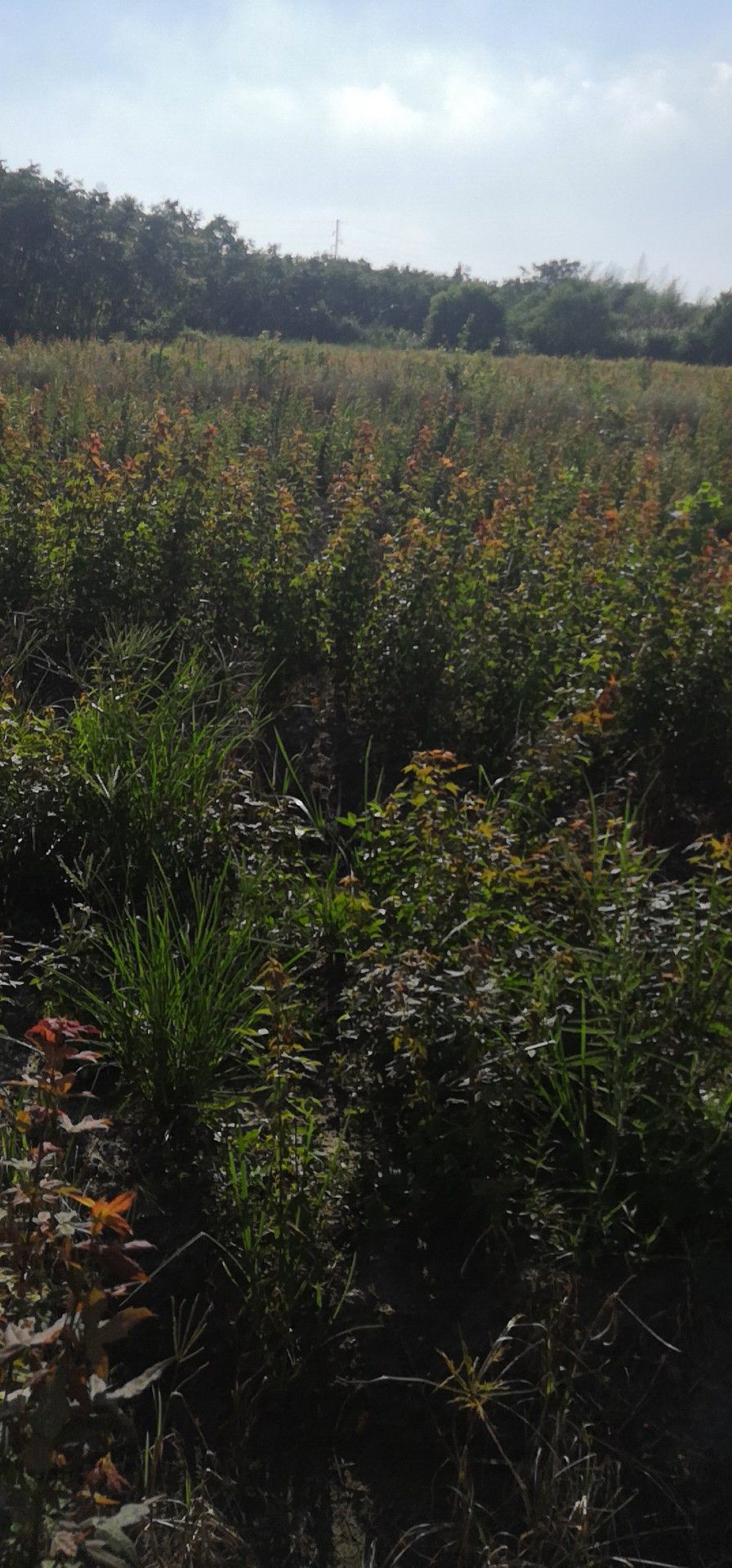 三角枫 各种规格，田苗，量大需要的联系