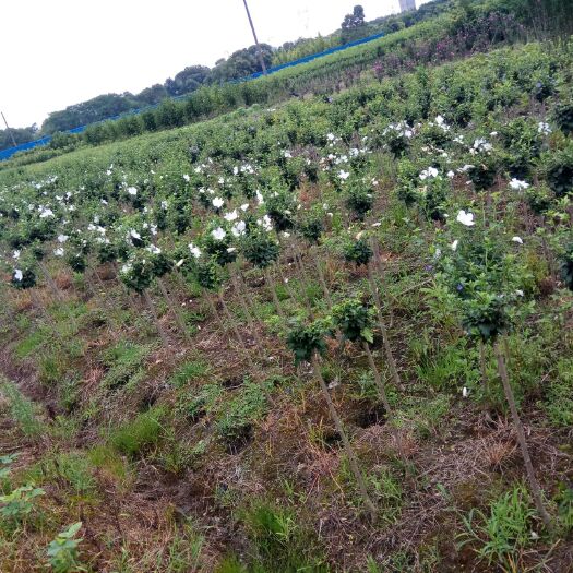 苏州大花木槿 量大价格优惠面议