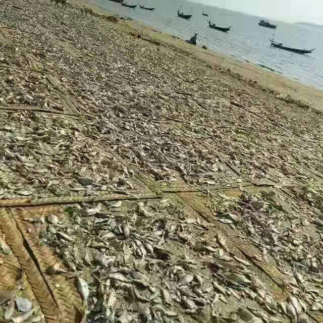 饲料添加剂  饲料鱼海鱼新货鱼干鸡鸭猪水产甲鱼螃蟹海鱼干量大优惠