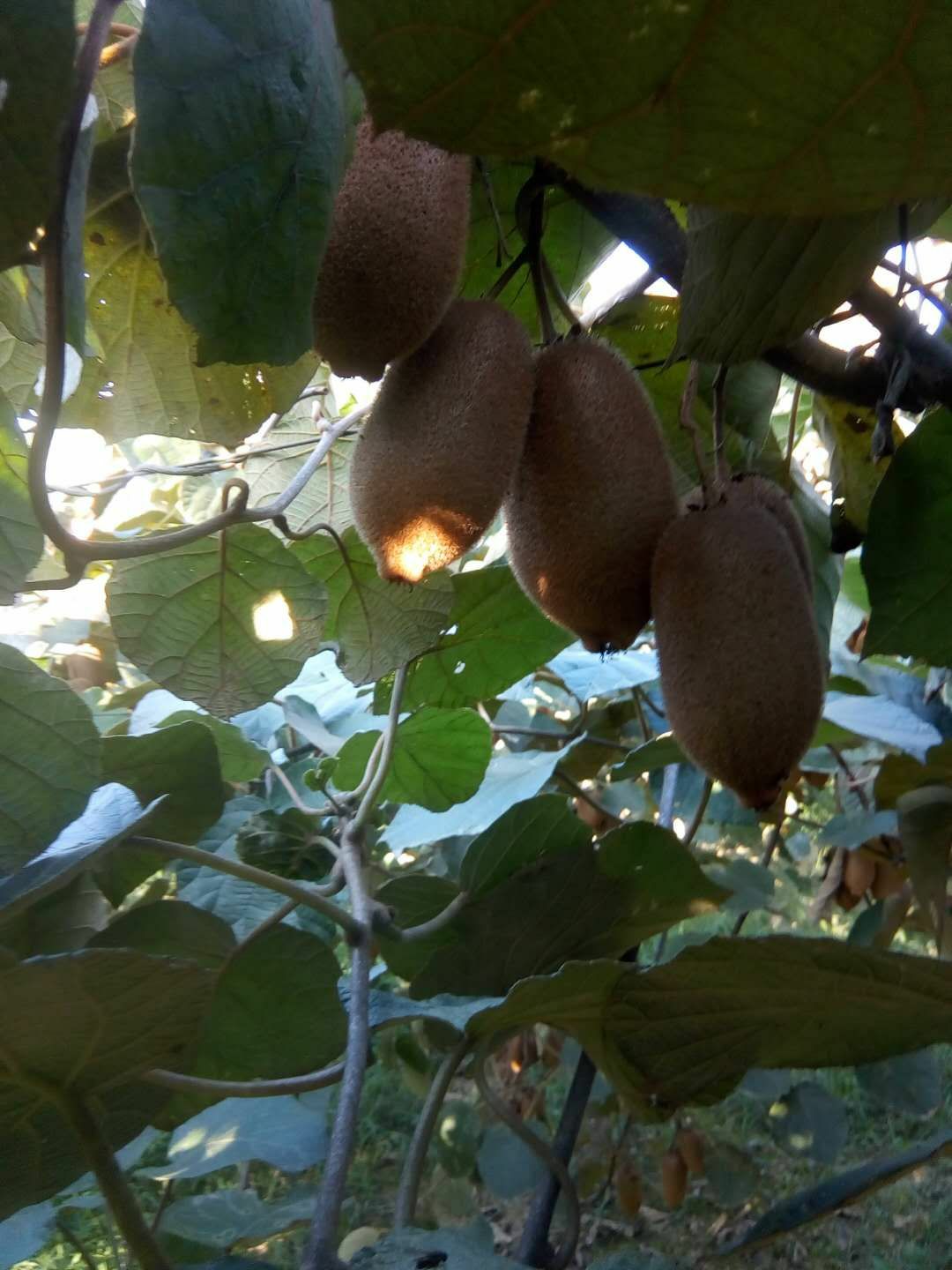  [爱心]:
         自家种的猕猴桃，好吃有营养