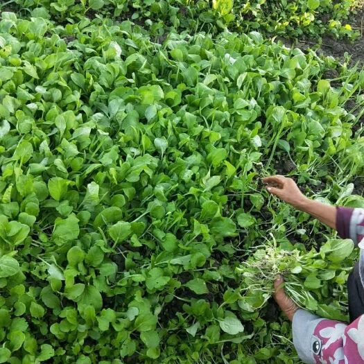 南京小青菜 物美价廉！上海青