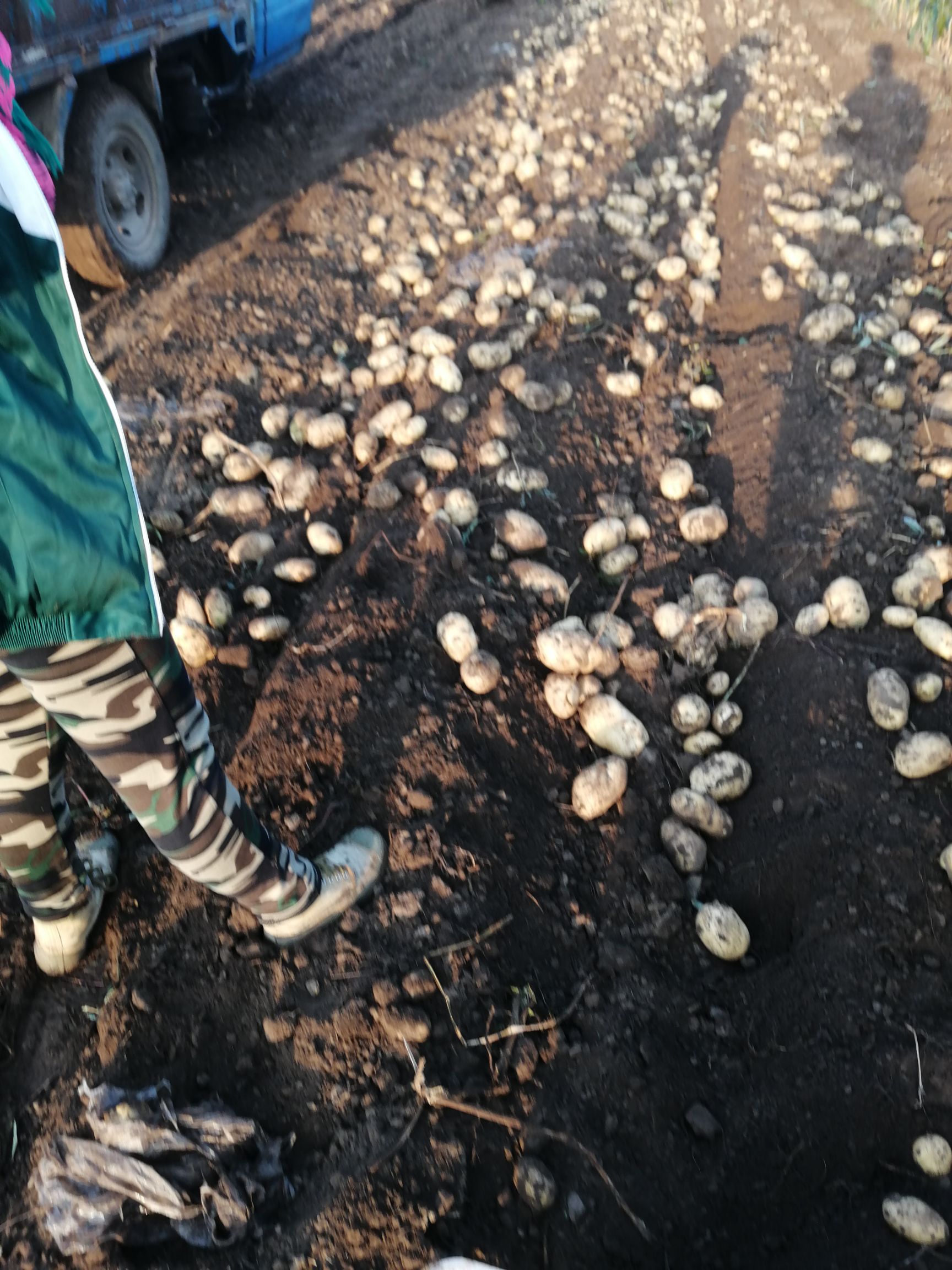 荷兰15号土豆 2两以上