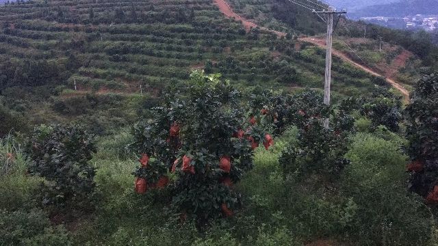  梅县桃尧蜜柚三红红心白柚