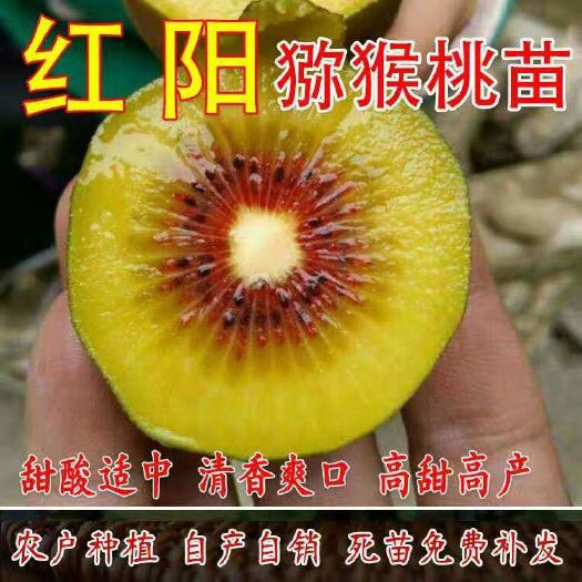 平邑县徐香猕猴桃苗 红阳猕猴桃 嫁接苗 南北方种植 现挖现卖