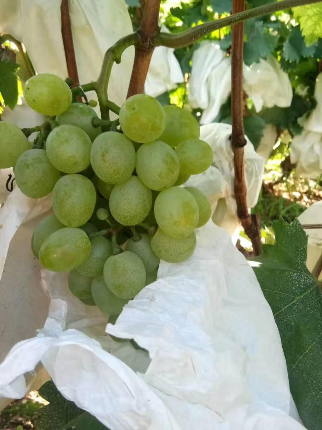 白玫瑰