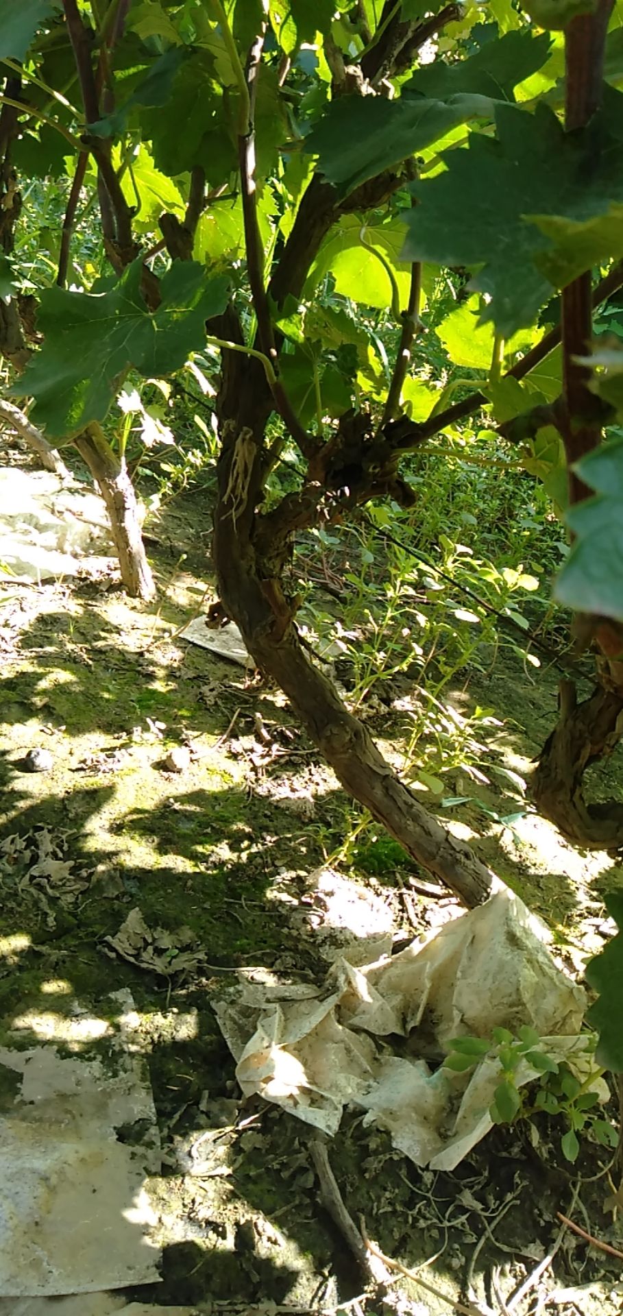 巨峰葡萄苗 鸿丰果品苗木各种规格葡萄树